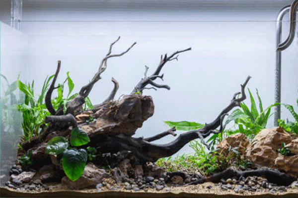 aquascape