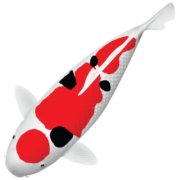 ikan koi sanke